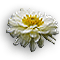 Chrysanthemum-White.gif