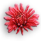 Chrysanthemum-Red.gif