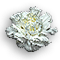 Carnation-White.gif