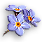 Forget-Me-Not.gif