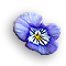 Violetflower.gif