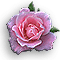 Rose-Lavender.gif
