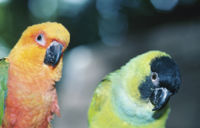 Pets birds.jpg