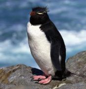 Penguin in Chile sm.jpg