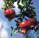 Pomegranate-1.jpg