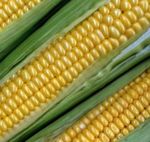 Corn sm.jpg
