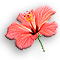 Hibiscus.gif