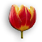 Tulip.gif