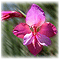 Monthly Flowers