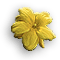 Jasmine-Yellow.gif