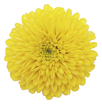 Chrysanthemum+John+Steinbeck+Summary chrysanthemum stencil applique Chrysanthemum+John+Steinbeck+Summary chrysanthemum stencil applique
