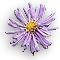 Asterflower.gif