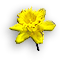 Daffodil.gif