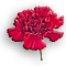 Carnation-Red.gif
