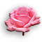 Rose-Pink.gif