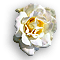 Rose-White.gif