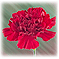 Monthly Flowers