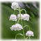 Monthly Flowers