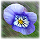 Monthly Flowers
