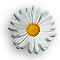 Daisy.gif