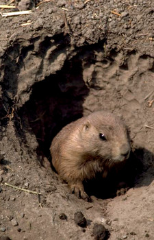 Groundhog.jpg