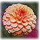 Monthly Flowers