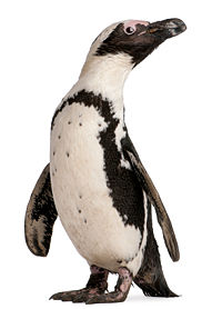 Penguin-Awareness-Day.jpg