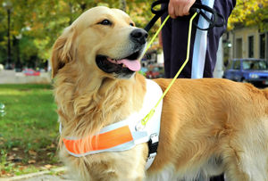 Assistance-Dog-Day.jpg