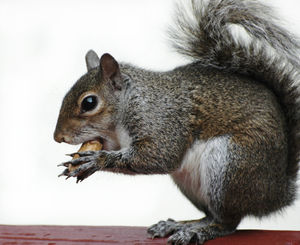 Squirrel-Appreciation-Day.jpg