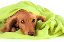 Dog blanket.jpg