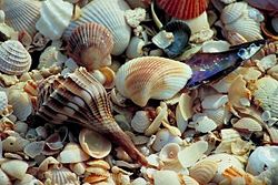 Seashells.jpg