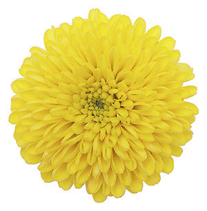 Chrysanthemum.jpg