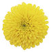 Chrysanthemum.jpg