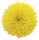 Chrysanthemum.jpg