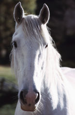 Whitehorse.jpg