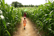 Corn maze.jpg