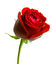 Rose.jpg