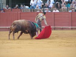 Bullfight.jpg