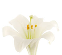 Easterlily.jpg