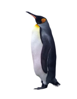 World-Penguin-Day.jpg