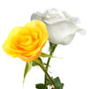 Yellow white-roses.jpg