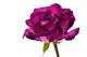 Purplerose.jpg