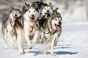 Sled-Dog-Day.jpg