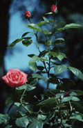 Rosebush.jpg