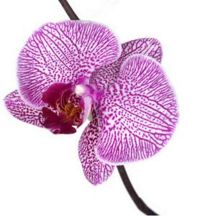 Purpleorchid.jpg