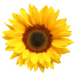 Sunflower.jpg