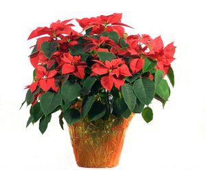 Poinsettia-Day.jpg