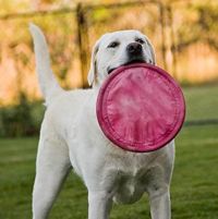 Dog with flying disc toy.jpg