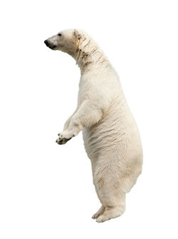 Polar-Bear-Day.jpg
