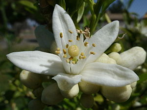 Orange-Blossom-Day.jpg